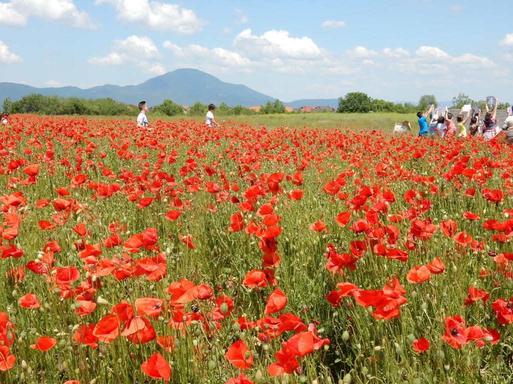 Pensiunea Cetatea Craiului Rîşnov Buitenkant foto